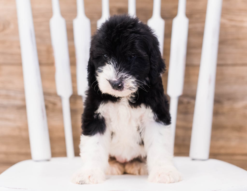 A picture of a Yalie, one of our Standard Sheepadoodles puppies that went to their home in Massachusetts 