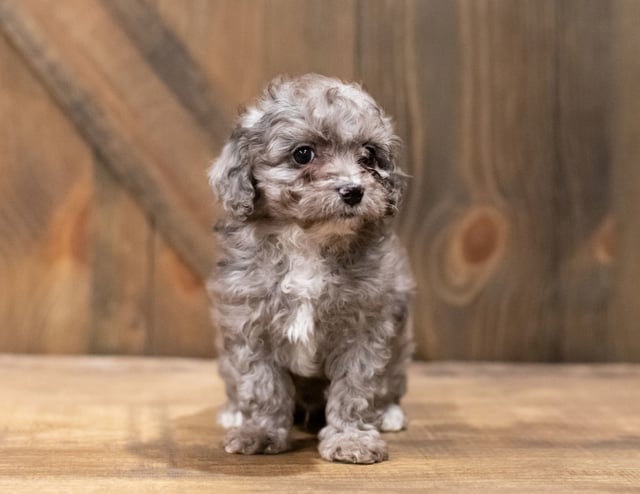 Coffee is an F1B Cavapoo for sale in Iowa.