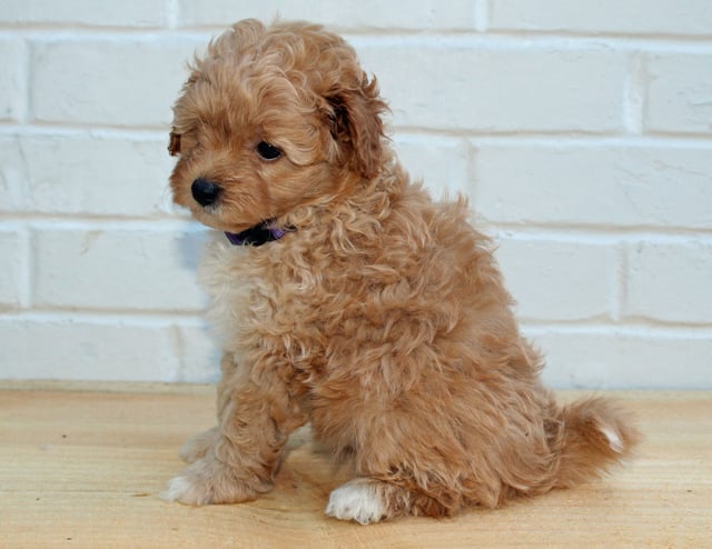 Honey is an F1BB Goldendoodle that should have  and is currently living in Illinois