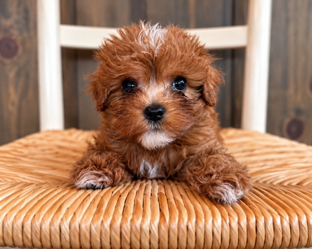 Another pic of our recent Cavapoo litter