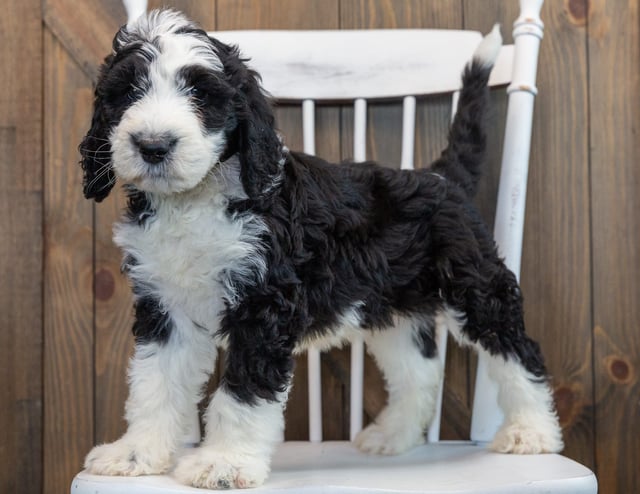 Nobi is an F1 Sheepadoodle that should have  and is currently living in Florida