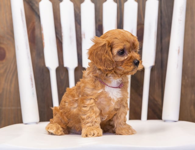 A picture of a Penny, one of our  Cavapoos puppies that went to their home in South Dakota