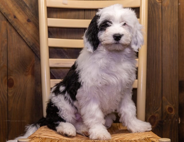 Rebecca came from Piper and Stanley's litter of F1 Sheepadoodles