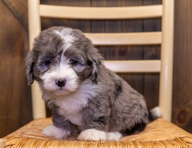 Angel is an F1 Bernedoodle that should have  and is currently living in Georgia