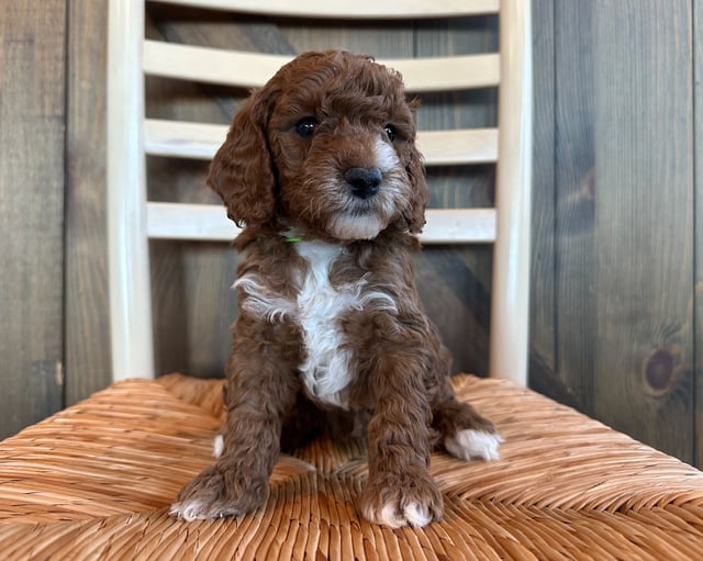 A picture of a Olivia, one of our Mini Goldendoodles puppies that went to their home in Minnesota