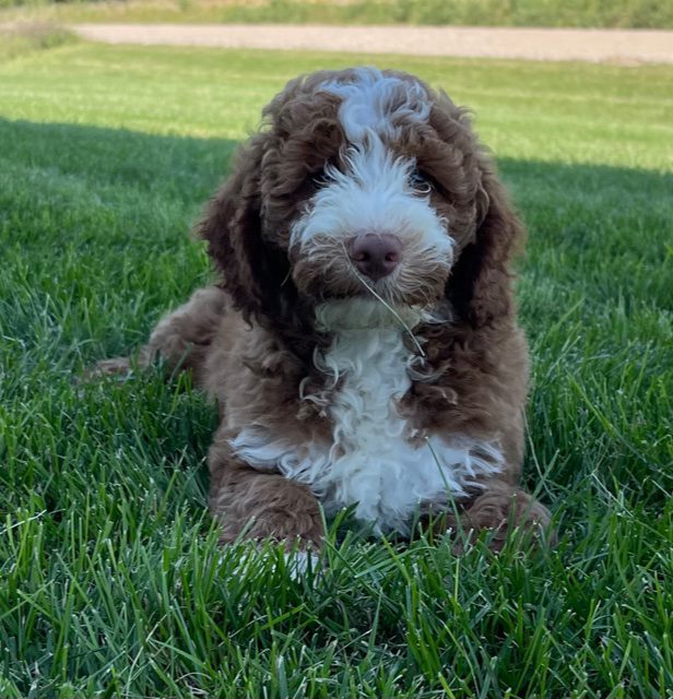 A picture of a Voodoo, one of our Mini Goldendoodles puppies that went to their home in Virginia