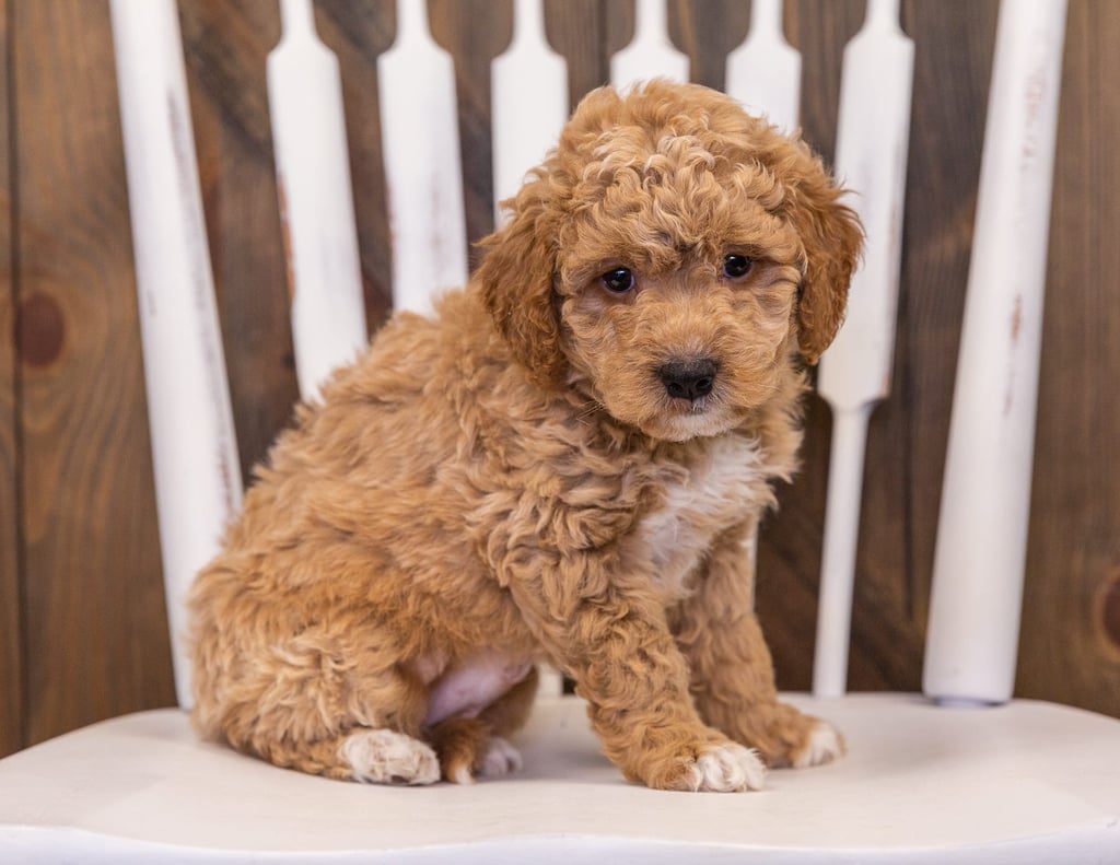 A picture of a Rudy, one of our Mini Goldendoodles puppies that went to their home in California