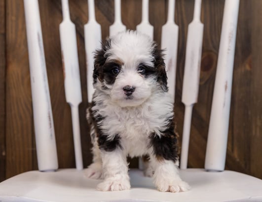 A litter of Mini Bernedoodles raised in United States by Poodles 2 Doodles