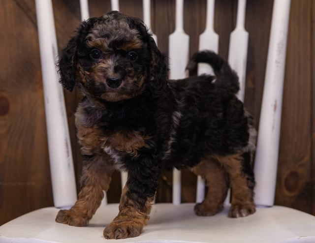 A picture of a Hank, one of our Mini Bernedoodles puppies that went to their home in California