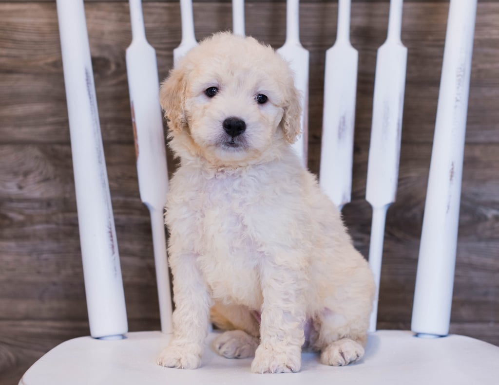A picture of a Vanilla, one of our Mini Goldendoodles puppies that went to their home in South Dakota
