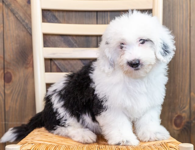 A picture of a Nick, one of our Mini Sheepadoodles puppies that went to their home in Iowa