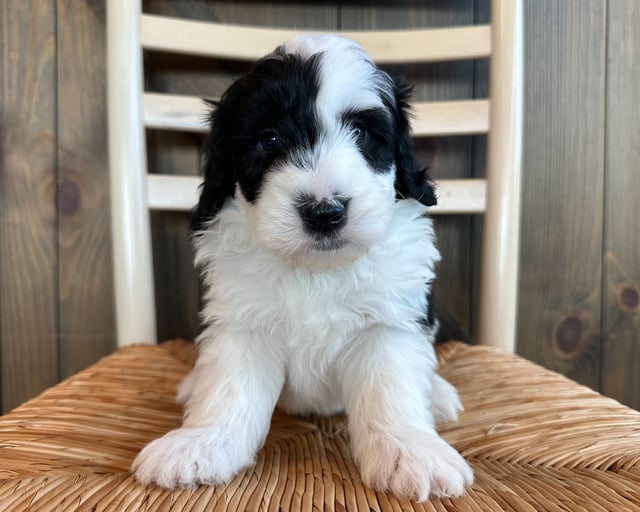 A picture of a River, one of our Standard Sheepadoodles puppies that went to their home in Minnesota 