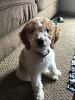 Parti factored mini Goldendoodle