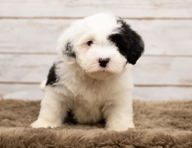 Lucy is an F1 Sheepadoodle that should have thick, wavy, black and white coat and is currently living in Illinois