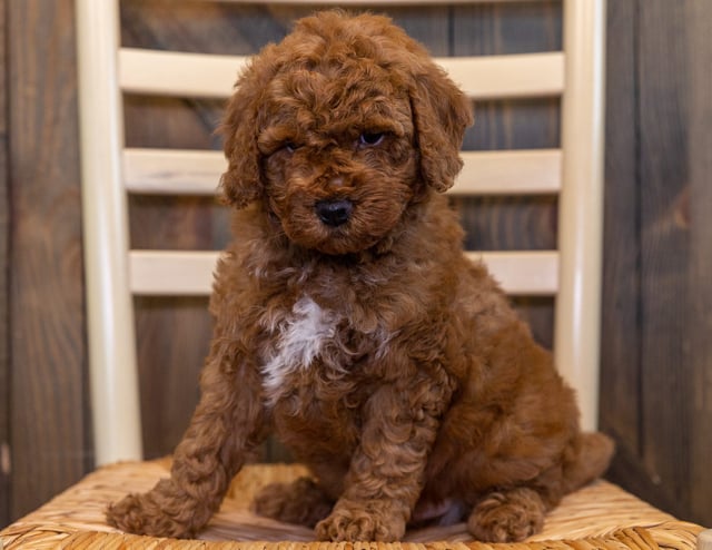 Zelda is an F1B Goldendoodle that should have  and is currently living in Wisconsin