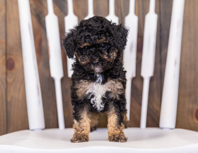 Gizmo came from Tessa and Ozzy's litter of  Poodles