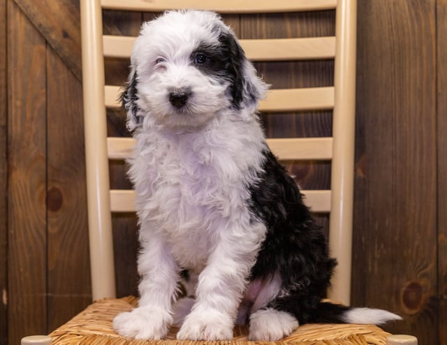 A picture of a Sami, one of our Mini Sheepadoodles puppies that went to their home in Kansas