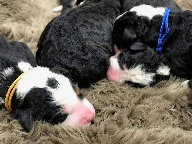 A litter of Mini Bernedoodles raised in Iowa by Poodles 2 Doodles