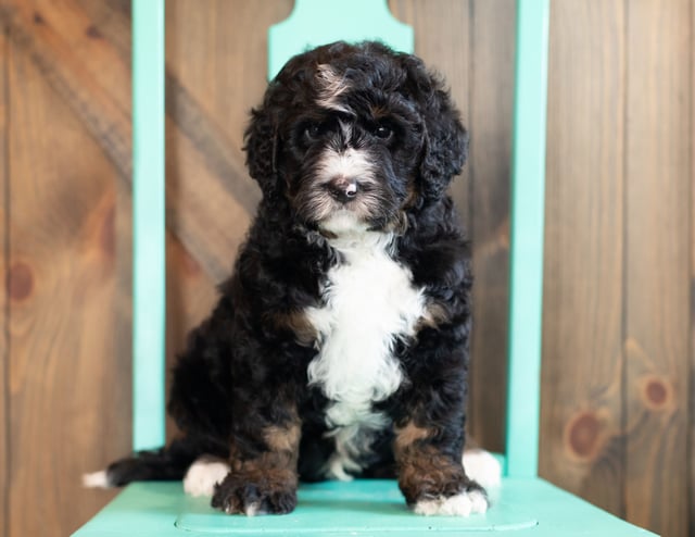 A picture of a Ace, one of our Standard Bernedoodles puppies that went to their home in Massachusetts