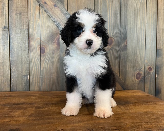 A picture of a Zoe, one of our Standard Bernedoodles puppies that went to their home in California