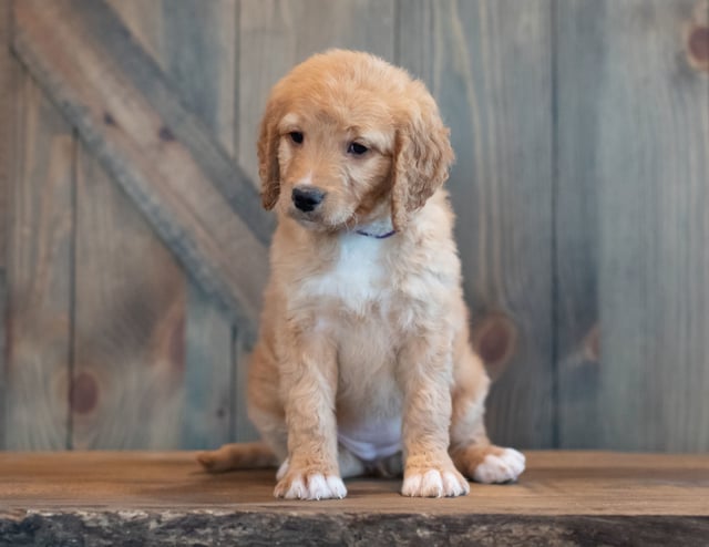 Tasha came from Sassy and Scout's litter of F1 Goldendoodles