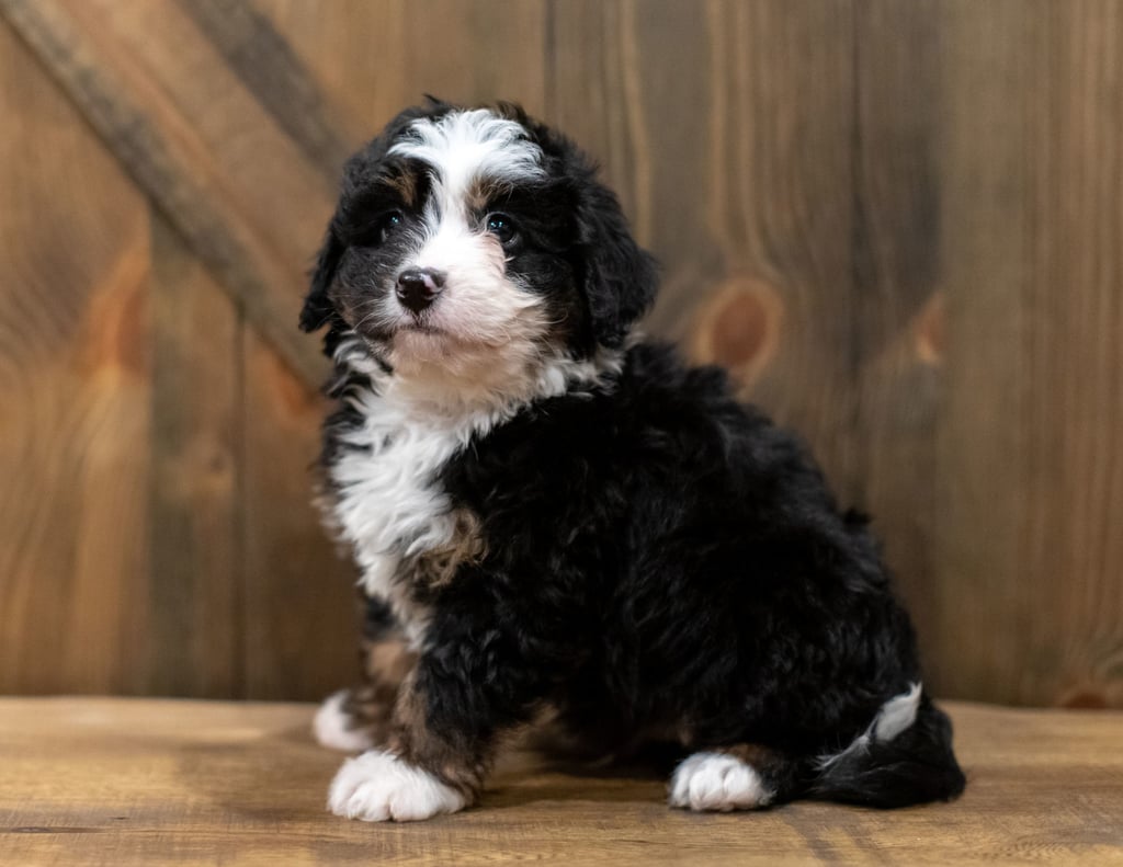 A picture of a Quaker, one of our Mini Bernedoodles puppies that went to their home in Kansas