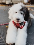 This is a picture of on of our Mini Sheepadoodles in a cute bandanna.