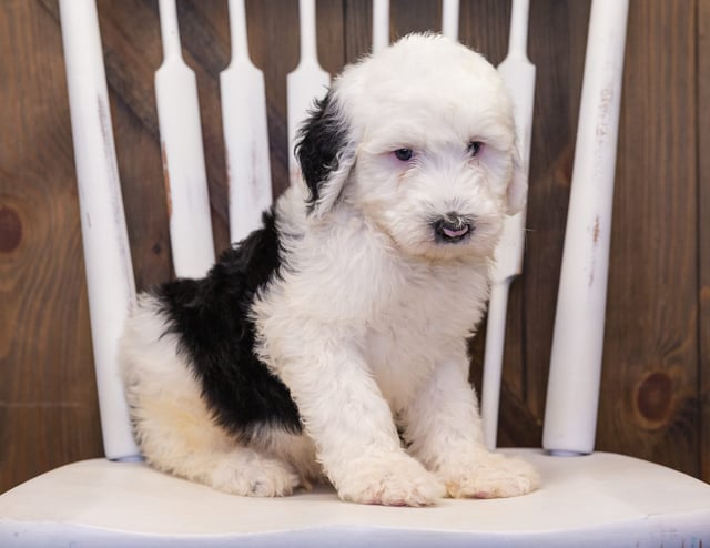 A picture of a Bailey, one of our  Sheepadoodles puppies that went to their home in Illinois