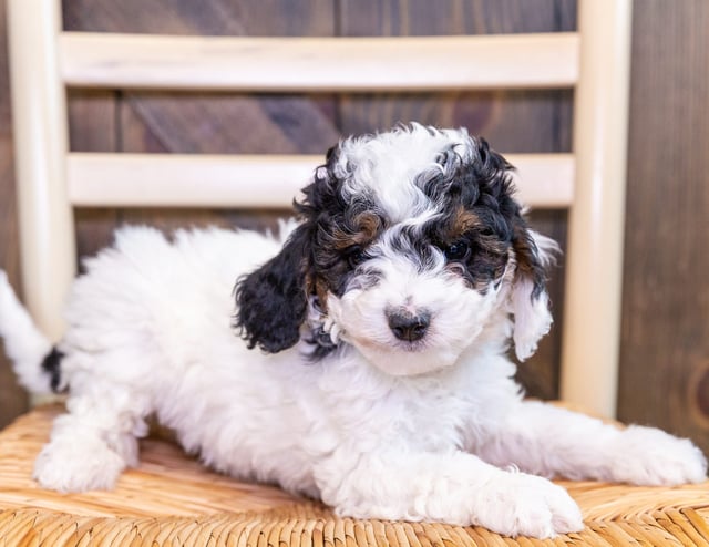 A picture of a Chole, one of our Mini Bernedoodles puppies that went to their home in California