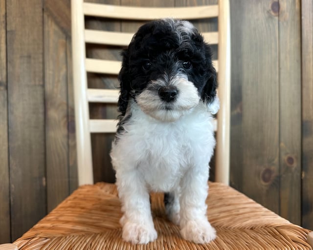 A picture of a Nana, one of our Mini Sheepadoodles puppies that went to their home in Iowa 