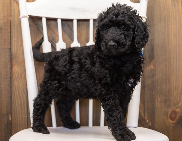 A picture of a Ozzy, one of our  Goldendoodles puppies that went to their home in Tennessee