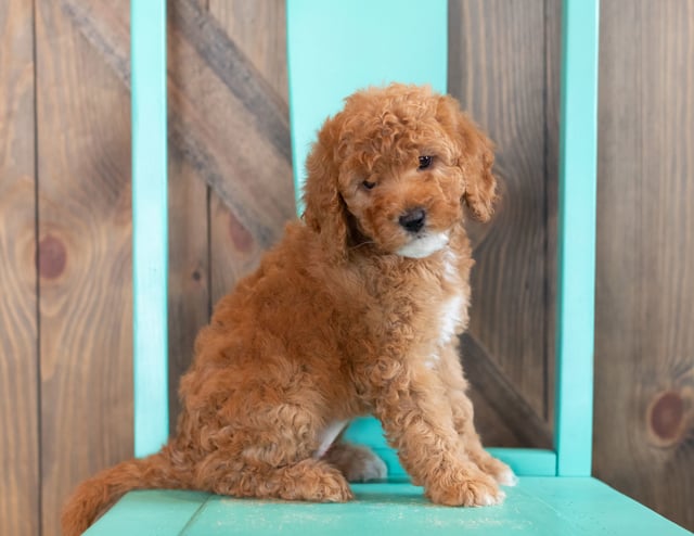 Winter came from Candice and Teddy's litter of F1BB Goldendoodles