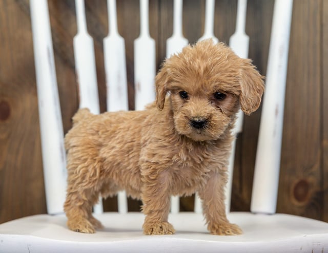 Bitsy is an F1 Goldendoodle that should have  and is currently living in Missouri