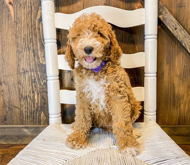 Willow came from Cora and Toby's litter of F1BB Goldendoodles