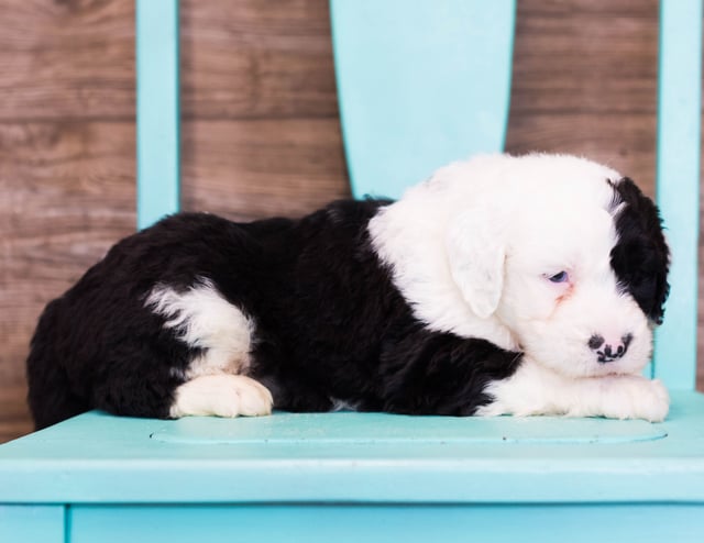 Elijah came from Shandy and Bentley's litter of F1 Sheepadoodles