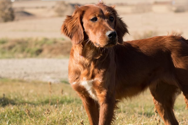 Ginger is an  Irish Setter and a mother here at Poodles 2 Doodles - Best Sheepadoodle and Goldendoodle Breeder in Iowa