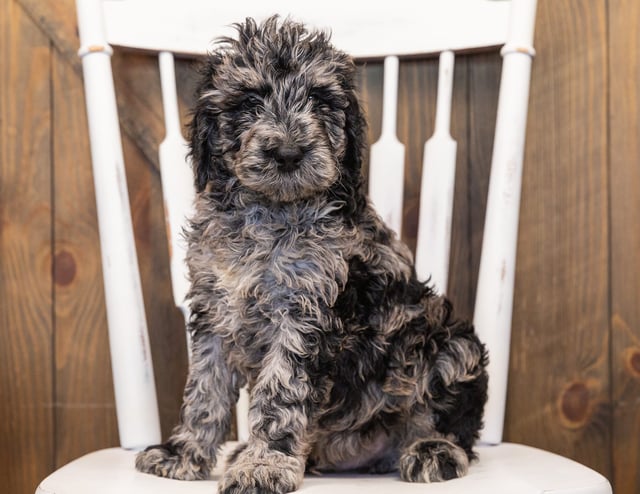 Ollie is an F1B Goldendoodle that should have  and is currently living in Wisconsin