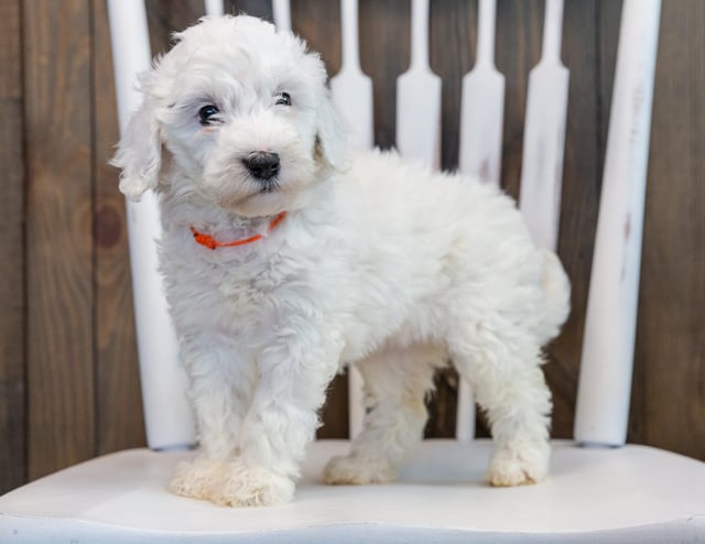 Odessa is an F1B Sheepadoodle that should have  and is currently living in Illinois