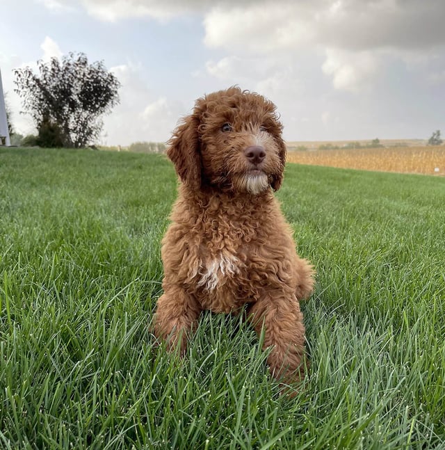 A picture of a Victory, one of our Mini Goldendoodles puppies that went to their home in Pennsylvania