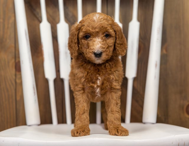 Echo came from Zara and Milo's litter of F1BB Goldendoodles