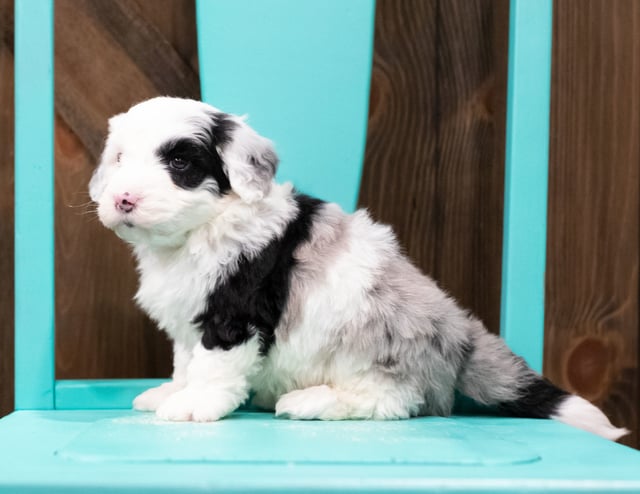 A picture of a Echo, one of our Mini Sheepadoodles puppies that went to their home in Iowa