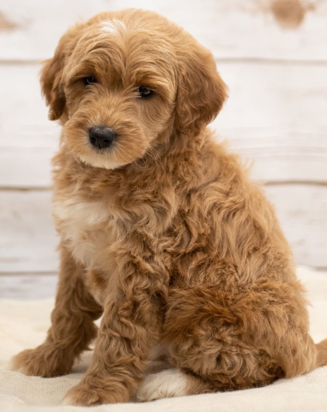 A picture of a Kuku, a gorgeous Mini Goldendoodles for sale