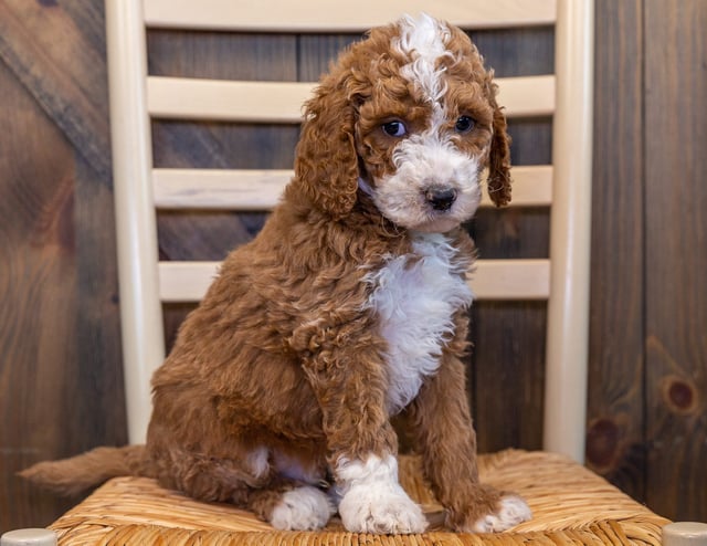 A picture of a Liam, one of our Mini Goldendoodles puppies that went to their home in Iowa