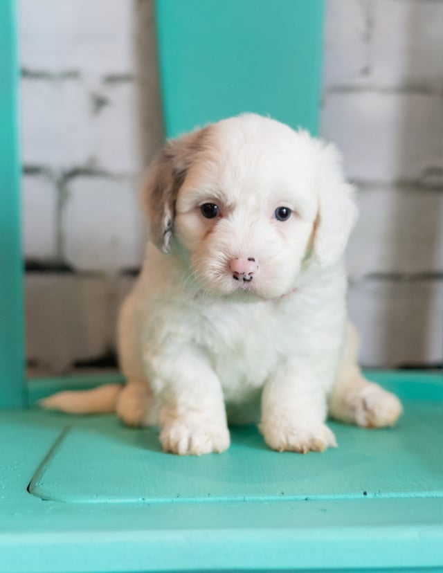 A litter of Mini Sheepadoodles raised in Iowa by Poodles 2 Doodles