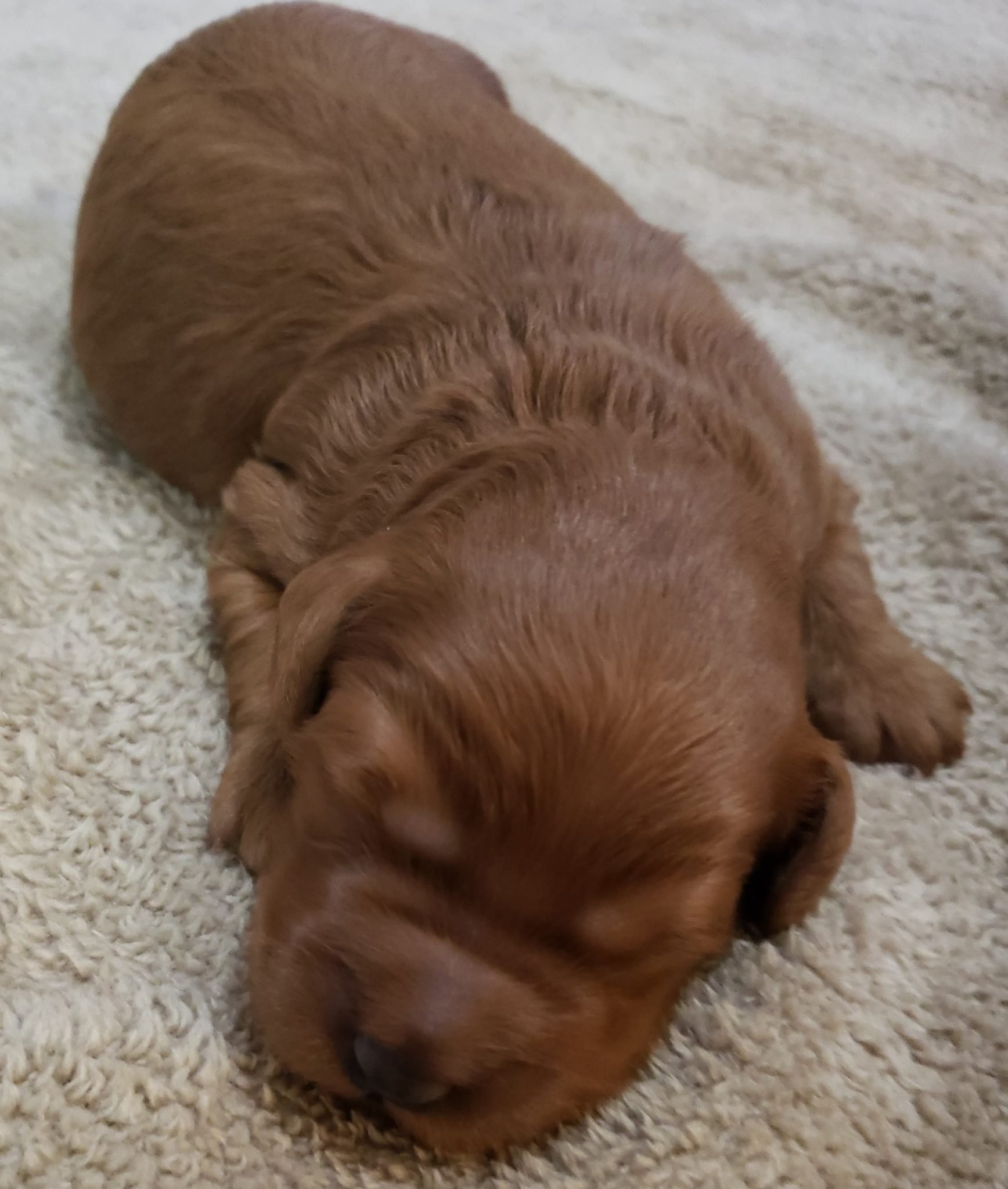 A litter of Mini Australian Goldendoodles raised in Iowa by Poodles 2 Doodles