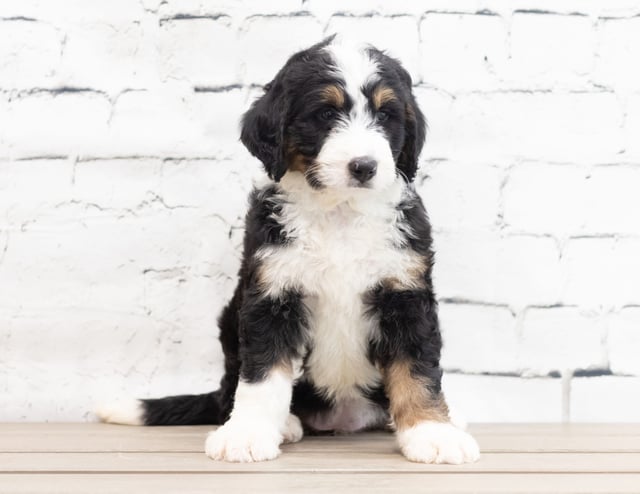 A picture of a Xyla, one of our Standard Bernedoodles for sale