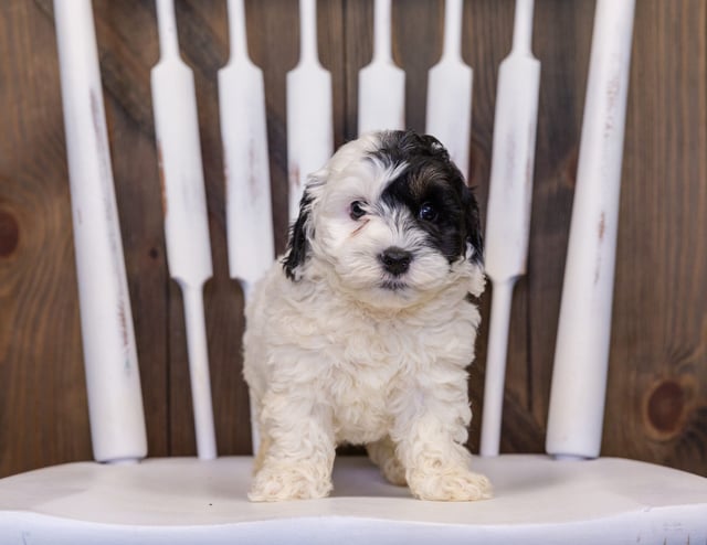 Hatchy came from Hatchy and Grimm's litter of F1B Sheepadoodles