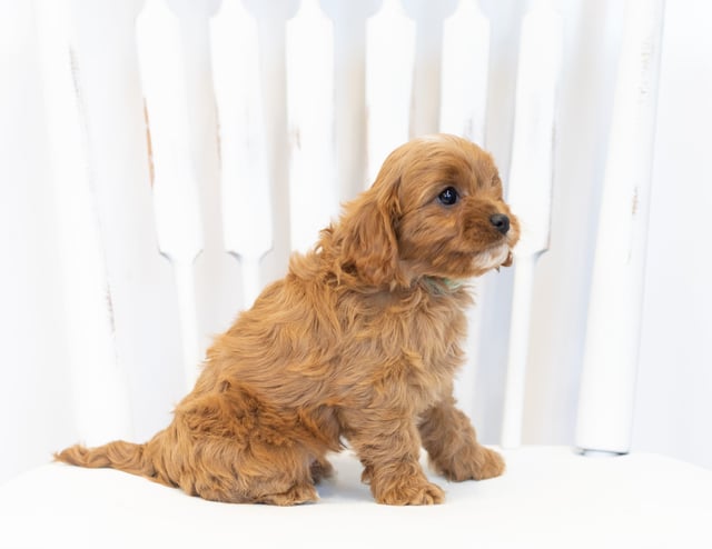 Nelly is an F1 Cavapoo that should have  and is currently living in Minnesota