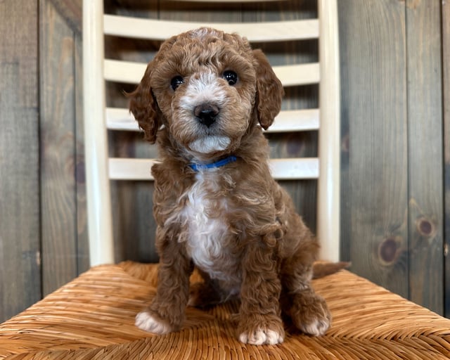 A picture of a Elm, a gorgeous Petite Goldendoodles for sale