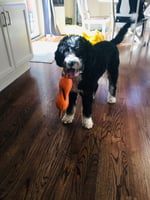 Standard Bernedoodle